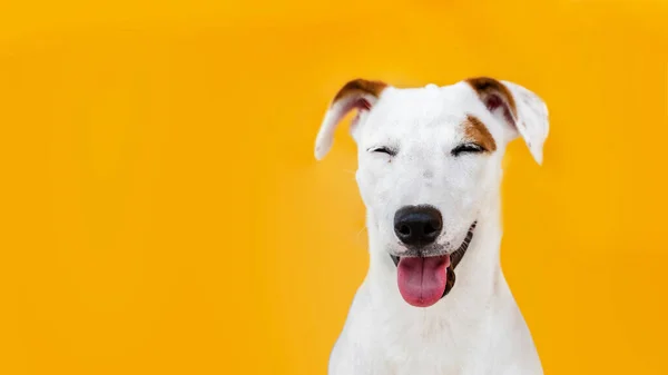 Potrait Feliz Cara Jack Russel Cachorro Perro Sobre Fondo Amarillo —  Fotos de Stock