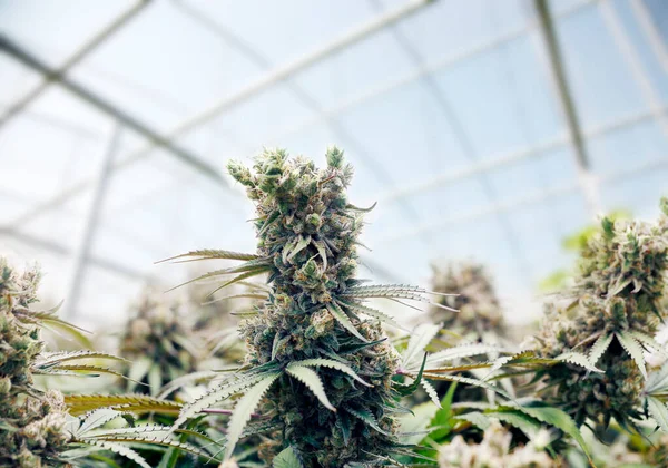 Cannabis Marijuana Farm Industry Green House Indoor Plants Making Thc — Stockfoto