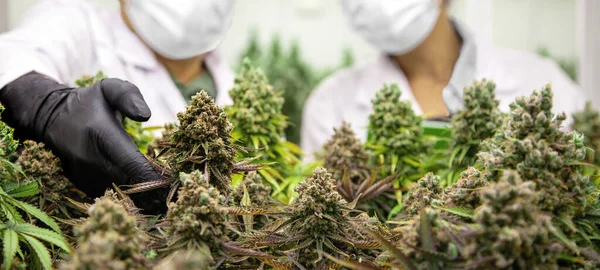 Wetenschapper Controleert Cannabisplanten Marihuana Tuin Binnen Groeigebied Voor Het Oogsten — Stockfoto