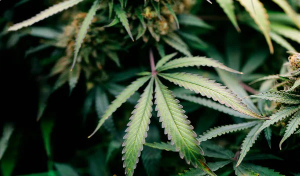 Cannabismarijuana Industrin Växthuset Inomhus Växter Att Göra Thc Kemisk Cannabis — Stockfoto