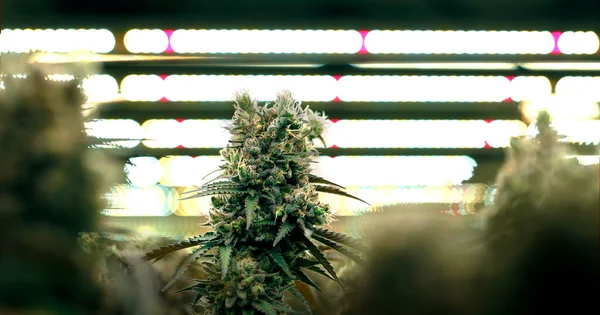 Cannabis Marihuana Farmindustrie Labor Mit Künstlichem Sonnenaufgang Auf Gewächshausinnenpflanzen Zur — Stockfoto