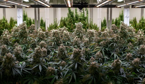Cannabis Marijuana Farm Industry Lab Artificial Sun Rise Greenhouse Indoor — Stockfoto