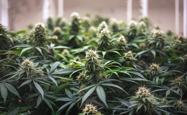 Marijuana Commercial Growing Lap Greenhouse Growing High Quality Herb Cannabis — Stok fotoğraf