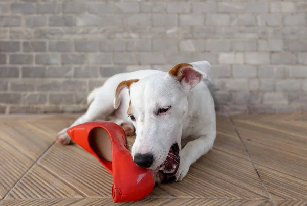 Собака Укусила Даму Модных Туфлях Сидя Полу Вне Дома — стоковое фото
