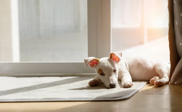 Cute Jack Russel Puppy Dog Sleep Sun Bath Home — Zdjęcie stockowe