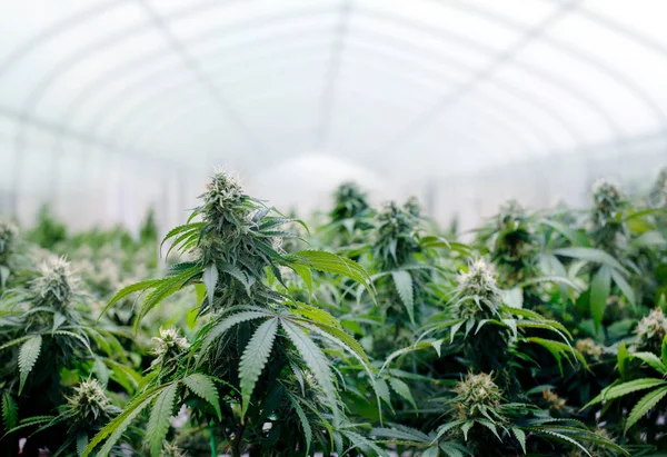 Maconha Cannabis Árvore Estreita Fazenda Para Médicos Recreativos Cannabis Maconha — Fotografia de Stock