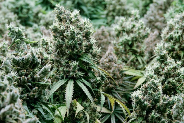 Pólen Bush Cannabis Flor Com Sementes Laboratório Pesquisa Medicina Concept — Fotografia de Stock