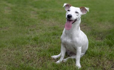 Jack Russel 'ın yeşil parktaki yavru köpeğinin mutlu gülüşü insan ilişkileri kavramında potrait hareketinde
