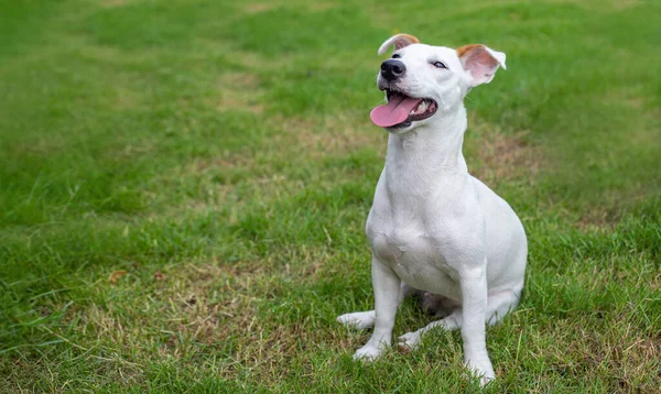 Feliz Sonrisa Jack Russel Cachorro Perro Verde Parque Potrait Acción —  Fotos de Stock