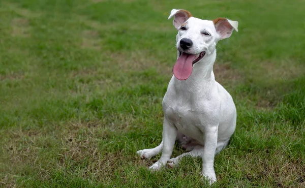 Glückliches Lächeln Von Jack Russel Welpe Hund Auf Grünem Park — Stockfoto