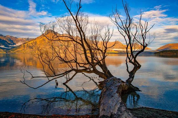 Fallen Willow Tree Lying Edge Lake Wakatipu Early Morning Light — Stock Photo, Image