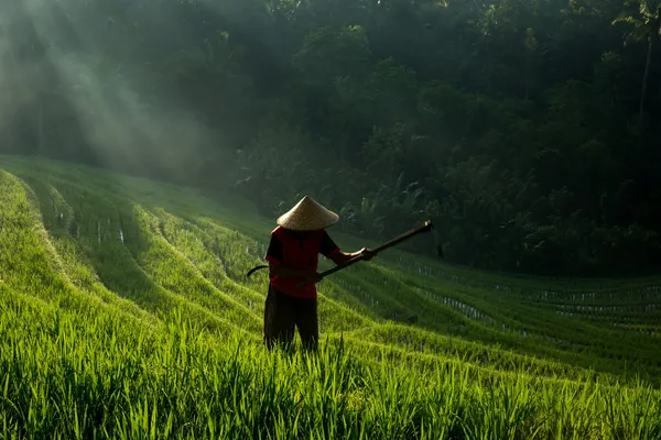 Фермер, работающий на рисовых полях — стоковое фото