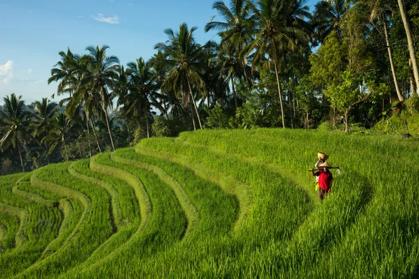 Agriculteurs sur les rizières — Photo