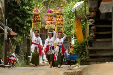 BALI - JANUARY 14: Village women carry offerings of food baskets on their heads in a procession to the village temple in Ubud district on January 14, 2010 in Bali, Indonesia. clipart