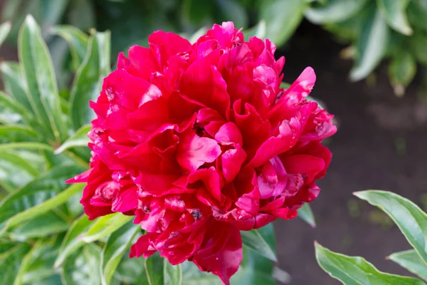Flor Duplo Peônia Vermelho Escuro Profundo Nothung Novo Peeonia Lactiflora — Fotografia de Stock