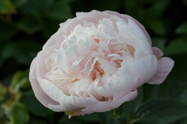 Квітка Подвійна Лавандова Рожева Півонія Лаванда Принцеса Квітуча Паеонія Лакфлора — стокове фото