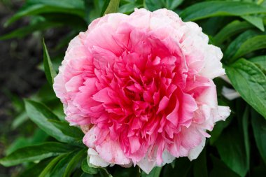 Çiçek derisi pembe şakayık rengi kalp, yaz bahçesinde çiçek açan laktiflora doğal bulanık yeşil arka planda, yakın plan