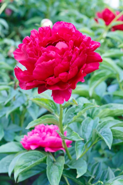 Flor Dupla Peônia Vermelha Velho Fiel Florescendo Peeonia Lactiflora Jardim — Fotografia de Stock