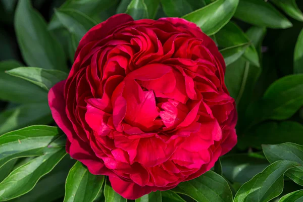Flor Dupla Peônia Vermelha Diana Parks Florescendo Peeonia Lactiflora Jardim — Fotografia de Stock
