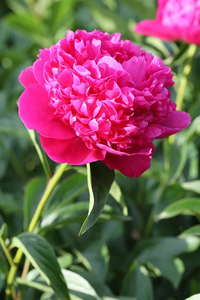 Flor Peônia Framboesa Vermelha Semi Esférica Tomas Vaar Florescendo Paeonia — Fotografia de Stock