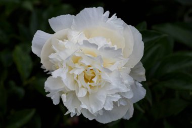 Çiçekli, beyaz şakayıklı Dorothy J, yaz bahçesinde çiçek açan peeonia lactiflora yeşil arka planda, yakın plan