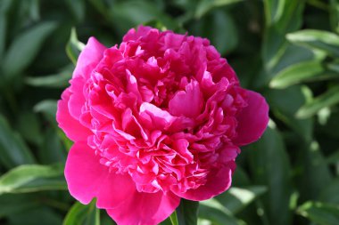 Çiçek yarı küresel kırmızı ahududu şakayıklı Tomas Vaar, yaz bahçesinde çiçek açan peeonia lactiflora doğal bulanık yeşil arka planda, yakın plan