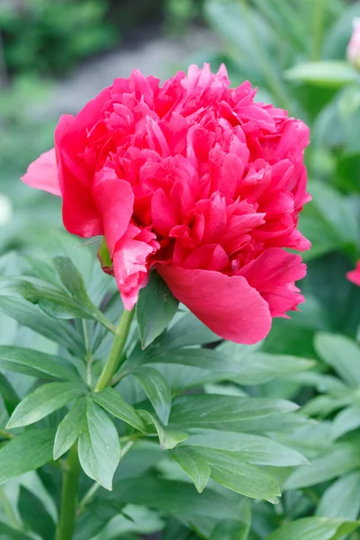 Kwiat Podwójna Czerwona Bomba Piwonia Wiking Valor Kwitnąca Paeonia Lactiflora — Zdjęcie stockowe