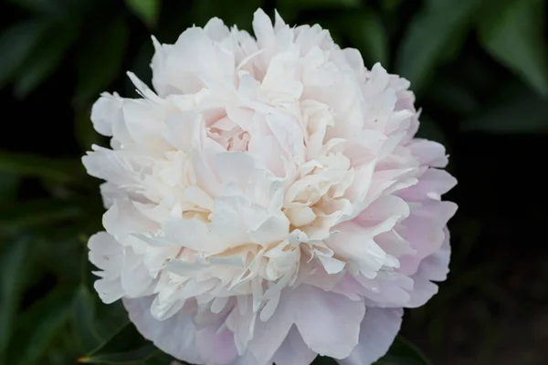 Квітка Подвійна Лакоквіткова Рожева Півонія Missis Blush Квітуча Паеонія Лакфлора — стокове фото