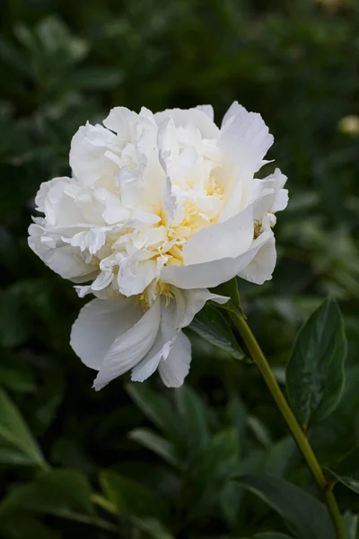 Virág Dupla Fehér Bazsarózsa Dorothy Virágzó Paeonia Lactiflora Nyári Kertben — Stock Fotó