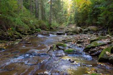 Renkli yeşillikleri kaplayan hızlı dağ nehri Zhonka 'nın manzarası güneş ışığında yeşil orman arasında akar. Suya düşen yapraklar. Karpatların güzel sonbahar doğası. Ukrayna.  