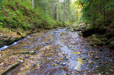 Renkli yeşillikleri kaplayan hızlı dağ nehri Zhonka 'nın manzarası güneş ışığında yeşil orman arasında akar. Karpatların güzel sonbahar doğası. Ukrayna. 