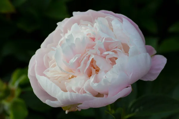 Fleur Double Lavande Rose Pivoine Lavande Princesse Floraison Paeonia Lactiflora — Photo
