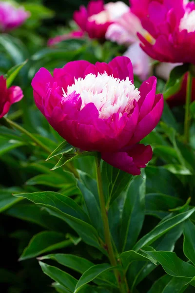 Цветок Японский Кармин Красный Кремовый Пион Кот Цветущий Пеония Lactiflora — стоковое фото