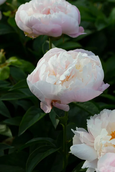 Květina Dvojitá Levandule Růžová Pivoňka Levandule Princezna Kvetoucí Paeonia Laktiflora — Stock fotografie