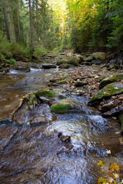 Renkli yeşillikleri kaplayan hızlı dağ nehri Zhonka 'nın manzarası güneş ışığında yeşil orman arasında akar. Suya düşen yapraklar. Karpatların güzel sonbahar doğası. Ukrayna.  