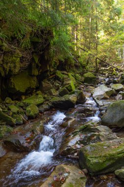 Renkli yapraklarla kaplı hızlı dağ nehrinin manzarası ormandaki yosunlu taşlar arasında akıyor. Karpatların güzel sonbahar doğası. Ukrayna.  