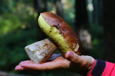 Ormanda bulanık doğal bir geçmişi olan bir kadının elinde mantar, yakın plan. Bay bolete ( Imleria badia). Mantar toplama