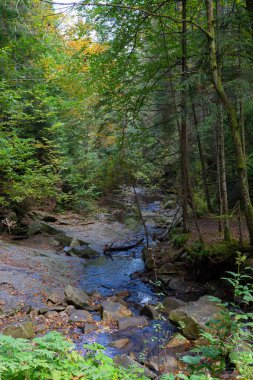 Renkli yapraklarla kaplı hızlı dağ nehrinin manzarası ormandaki yosunlu taşlar arasında akıyor. Karpatların güzel sonbahar doğası. Ukrayna.  