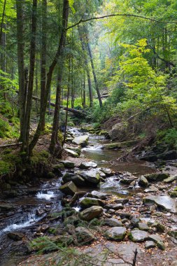 Devrilmiş ağaçlarla dolu hızlı dağ nehri manzarası. Nehir, güneş ışığında yeşil ormanlar arasında akar. Karpatların güzel sonbahar doğası. Ukrayna. 