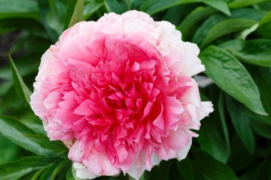 Çiçek derisi pembe şakayık rengi kalp, yaz bahçesinde çiçek açan laktiflora doğal bulanık yeşil arka planda, yakın plan