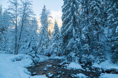 Mavi arka planda, karlı kış ormanlarında taşların arasında akan hızlı dağ nehri olan kış manzarası. Kışın Karpat Dağları. Ukrayna