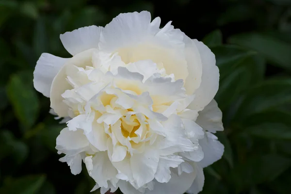 Květina Dvojité Bílé Pivoňka Dorothy Kvetoucí Paeonia Laktiflora Letní Zahradě — Stock fotografie