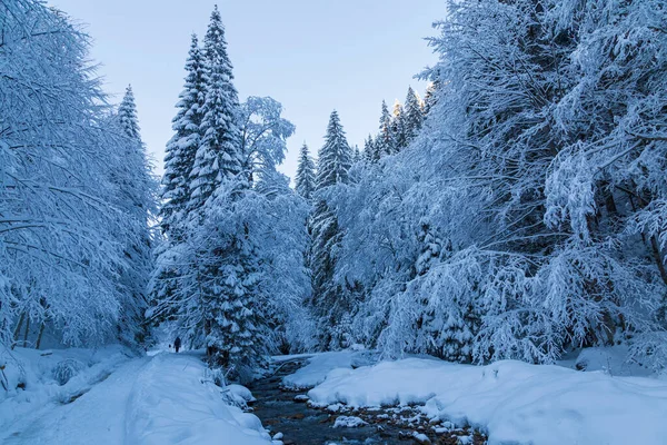 Winterlandschap Met Snelle Bergkreek Stroomt Tussen Stenen Besneeuwd Winterbos Blauwe — Stockfoto