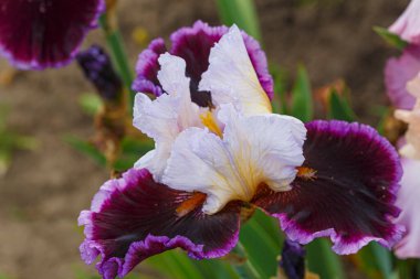Çiçek İris Germanica, Sakallı İris, Alman sakallı iris Partinin tadını çıkarın..