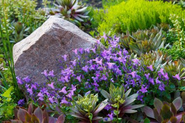 Karpatlar 'ın Çan Çiçeği, Karpatlar' ın Kemerleri, Tussock Çanı Çiçeği. Bahçe manzarasında güneş ışığında mavi çiçekler. Şehir yaz çiçekleri.