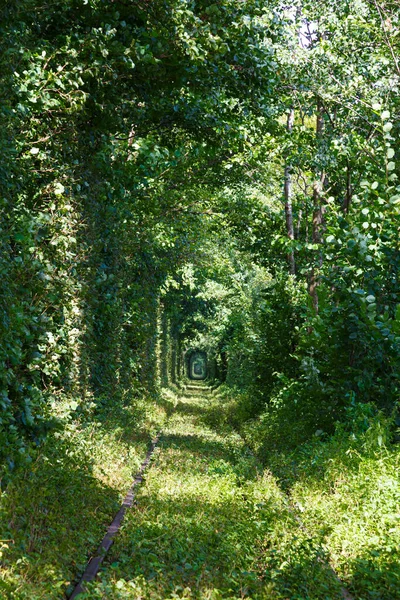 Tunnel Love Favoritplats För Par Att Promenader Naturligt Mirakel Gamla — Stockfoto