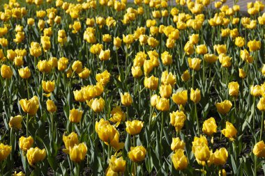 Yeşil yapraklı sarı çift lale tarlası güneş ışığında, yakın plan. Doğal çiçek desenli yüzey