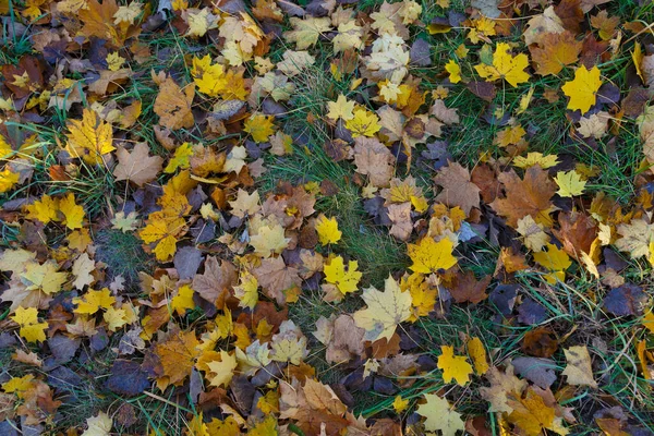 Herbst Hintergrund Von Bunten Abgefallenen Blättern Gras Auf Waldboden Natutal — Stockfoto