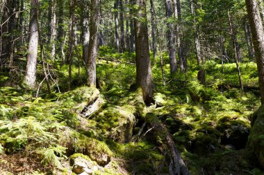 Orman dağı yaz manzarası. Yeşil yosun taşlarının arasındaki kozalaklı ağaçlar. Karpatların doğası. Ukrayna. Turist beldesi