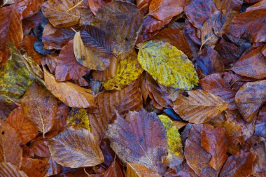 Orman zeminindeki renkli yaprakların sonbahar arkaplanı. Doğal sonbahar desenli cerrahi